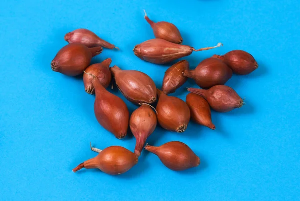 Soğan Tohumları Ampuller Küçük Sığ Alan Derinliği — Stok fotoğraf