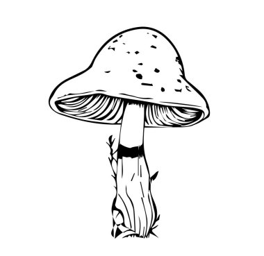 Siyah-beyaz renkli mantar mantarları. Vektör illüstrasyonu