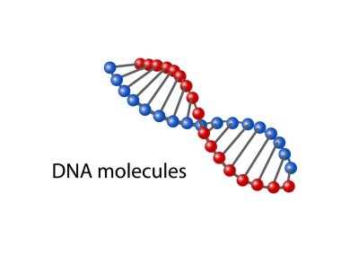 Beyaz arka planda adı olan DNA molekülleri. Vektör illüstrasyonu