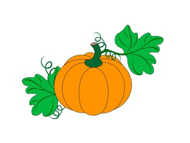 Beyaz arka planda yeşillikleri olan bir çizgi balkabağının vektör çizimi