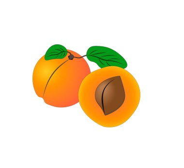 Beyaz arkaplanda izole edilmiş çizgi film kayısı temsili