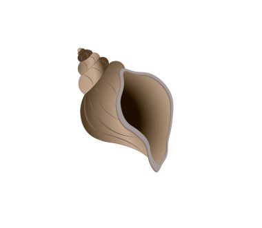 Beyaz arkaplanda deniz kabuğu vektör çizimi