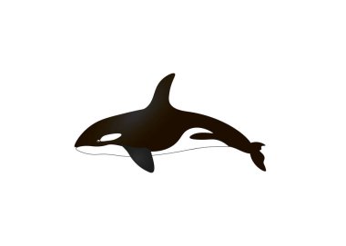 Beyaz arka planda izole edilmiş katil balinanın siyah ve beyaz çizimi