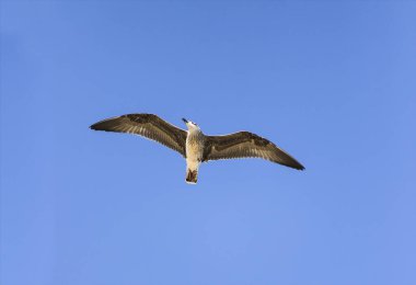 Albatros mavi gökyüzüne doğru kanatlarını açarak uçuyor. Yakın plan.