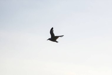 Mavi gökyüzüne uzanan kanatları ile uçan bir albatrosun silueti. Yakın plan..