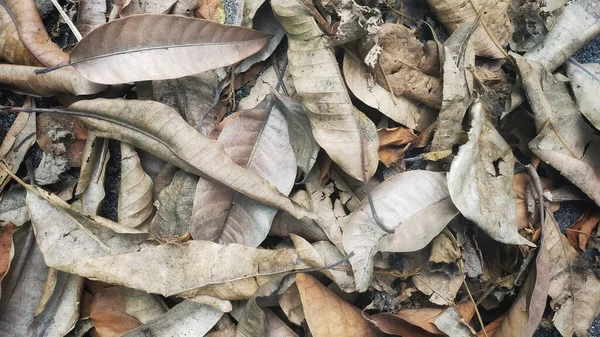 Сухие Листья Земле Красивый Фон — стоковое фото