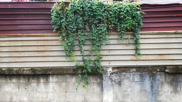 Dzika Roślina Żyje Zardzewiałej Blaszanej Ścianie — Zdjęcie stockowe