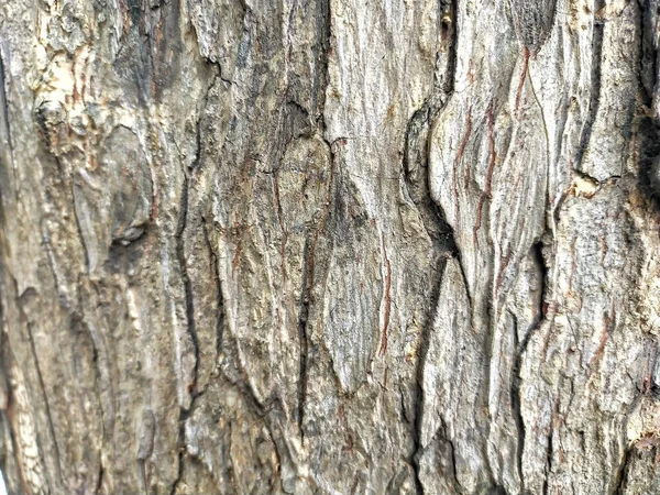 Selektiver Fokus Der Peeling Außenrinde Eines Baumes — Stockfoto