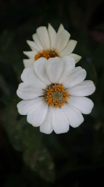 Zinnia Angustifolia Commonly Called Narrow Leaf Zinnia White Flower Daisy — Stock Photo, Image