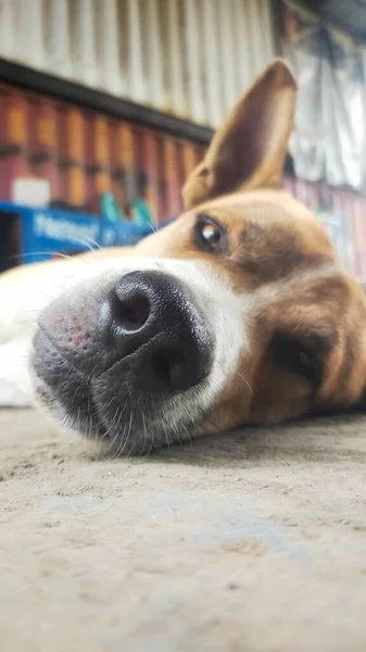 Κοντινές Φωτογραφίες Ενός Σκυλιού Ξαπλώστε Και Χαλαρώστε — Φωτογραφία Αρχείου