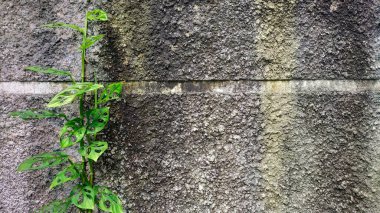 İsviçre peynir bitkisi olarak bilinen Monstera adansonii duvarda ve yerde sürünerek dolaşabilir. Metin, reklam ve hayat alıntıları için boş alan.