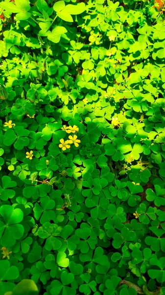 Żółty Syrop Drzewny Oxalidacea Znany Jako Dzika Roślina Może Żyć — Zdjęcie stockowe