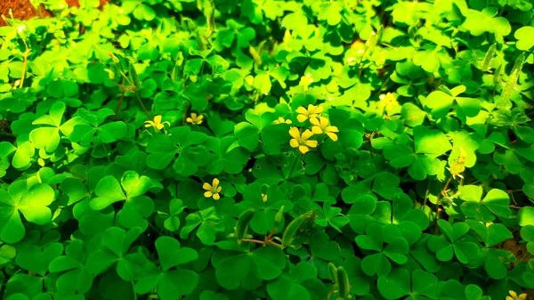 Běžný Šťavel Žlutý Oxalidacea Známý Jako Volně Rostoucí Rostlina Může — Stock fotografie