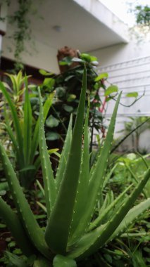 Aloe Vera sulu bir bitkidir, tropikal bölgede yabani ot yetiştirir, yetiştirilmesi kolaydır, ev bitkisi ve süs eşyaları için kullanılır, izin etrafında sivri uçlu kazık ve cilt bakımı için bitkisel ilaçlar kullanılır..