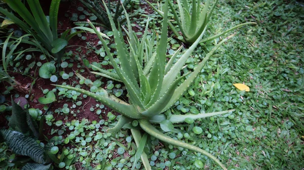 Aloe Vera Una Planta Suculenta Crece Wilf Tropica Fácil Cultivar — Foto de Stock