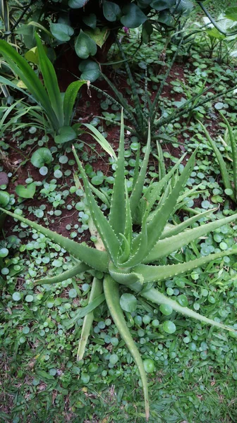 Aloe Vera Planta Suculenta Crescer Wilf Trópica Fácil Crescer Usado — Fotografia de Stock