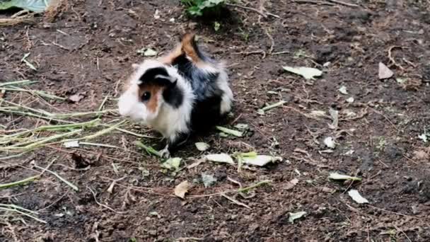 秘鲁的几内亚猪 白色的棕色和黑色的毛皮在地上吃蔬菜 可爱的宠物在后院 — 图库视频影像