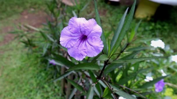 Съемки Ruellia Simplex Саду Природного Красивого Фиолетового Цвета Цветок Домашнего — стоковое видео
