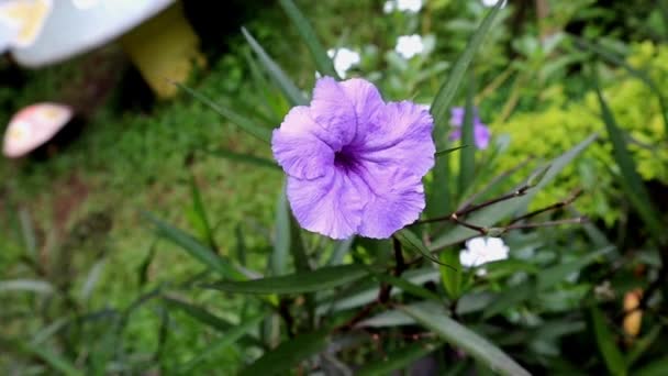 Felvétel Ruellia Simplex Kertben Természetes Gyönyörű Ibolya Színű Virág Hazai — Stock videók