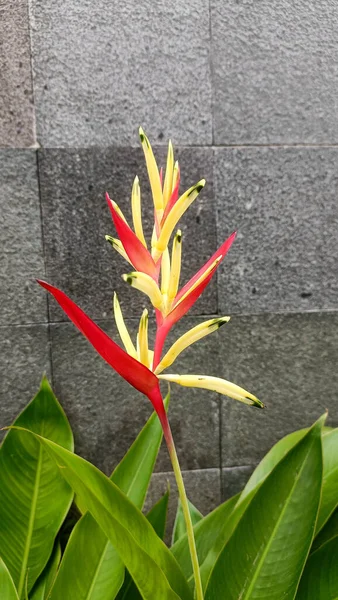 Heliconia Flor Planta Que Florece Con Color Rojo Amarillo — Foto de Stock