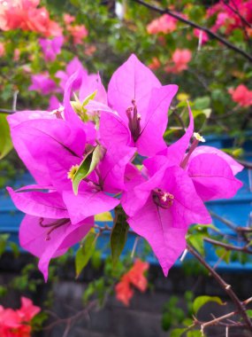 Bougainvillea spektabilis çiçek süslemeli tropikal bitki.