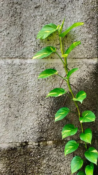 Epipremnum Aureum Know Devils Ivy Can Creeping Wall Ground — стоковое фото