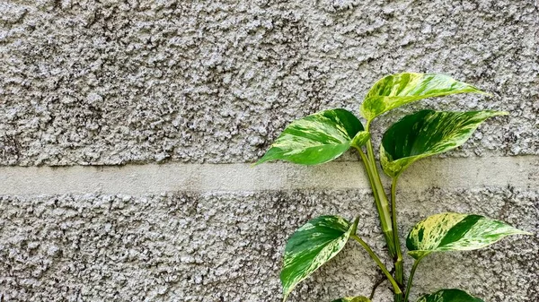 Epipremnum Aureum Vargated Know Marble Queen Can Creasing Wall Ground — стоковое фото