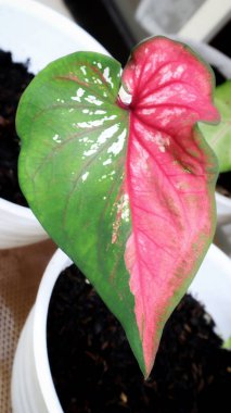 Yarı kırmızı, yarı beyaz ve yeşil izinli Caladium kırmızı klonu, güzel aşk biçimli kaladyum..
