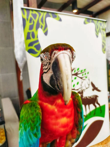 Портрет Красочного Алого Попугая Макао Домашнего Питомца Близко Передней Стороне — стоковое фото