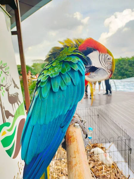 Retrato Colorido Papagaio Arara Escarlate Casa Pet Limpeza Sua Pena — Fotografia de Stock