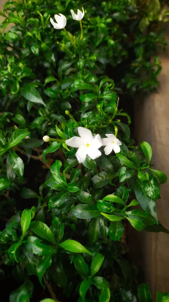 Crape jasmine plant with white flower for home ornamental plant.