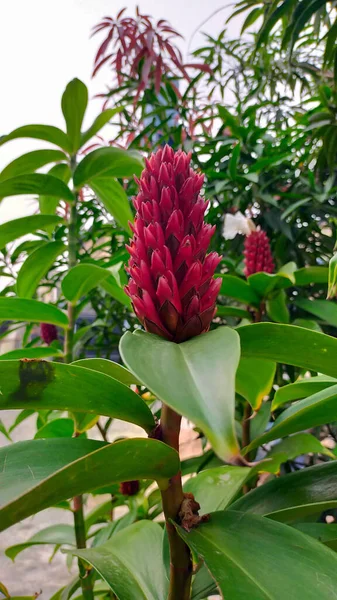 Alpinia purpurata red ginger plant or Costus speciosus tropical forest plant and used as home gardening ornamental plant.