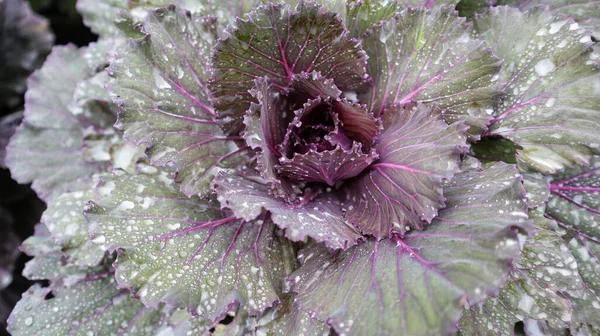 Purple cabbage vegetable at the garden. Ornamental cabbage.