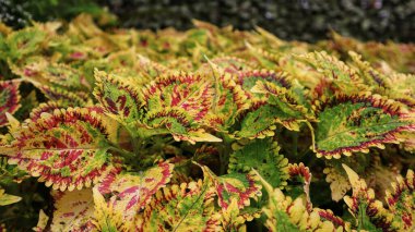 Yeşil ve kırmızı izinle çeşitlendirilmiş bahçe Coleus 'unun duvar kağıdı veya arka planı.