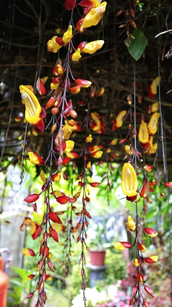 Yellow and red Indian Clock Vine or Thunbergia mysorensis or Clock Vine flower dangling down and the plant can form into a nice shady roof in the garden.