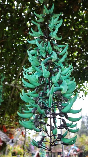 Strongylodon Macrobotrys or Green Ants on a Jade Vine hanging under the roof of the vine.