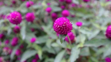 Canlı mor renkli parlak renkli Gomphrena parlak çiçeği bahçede çiçek açıyor..