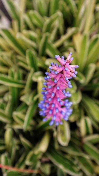 Match Stick Bromeliad pink purple plant Colombia flowers or Gamosepala Aechmea bromeliad exotic purple unusual flower blooming at the garden.