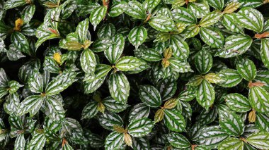 Yeşil Pilea Cadierei grubu suladıktan sonra alüminyum bitkisi veya karpuz pileası.