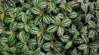 Yeşil Pilea Cadierei grubu suladıktan sonra alüminyum bitkisi veya karpuz pileası.