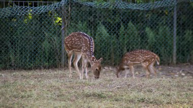 Two young Chital deer or Cheetal deer or Spotted deer or axis deer eating grass at the nature reserve or zoo park.