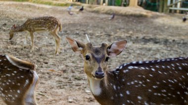 Young Chital deer or Cheetal deer or Spotted deer or axis deer in the nature reserve or zoo park.