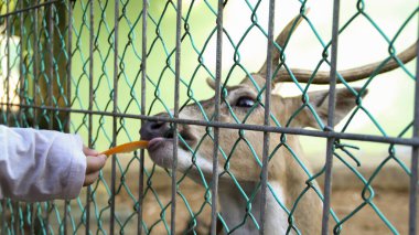 Chital deer or Cheetal deer or Spotted deer or axis deer feed with carrot by the visitor at the nature reserve or zoo park.