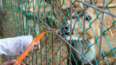 Chital deer or Cheetal deer or Spotted deer or axis deer feed with carrot by the visitor at the nature reserve or zoo park.
