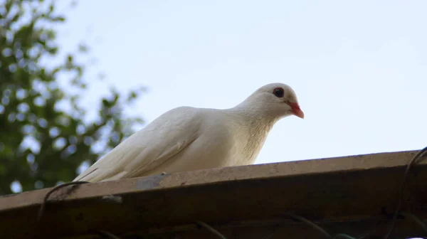 White dove pigeon sit on the roof.