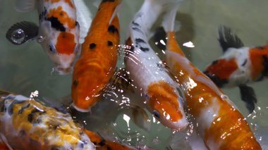 Colorful koi fish at the fish pond.