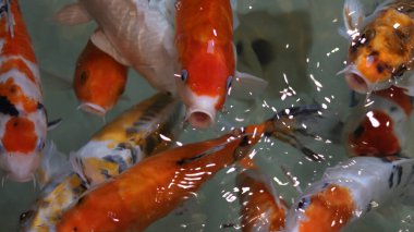 Colorful koi fish at the fish pond.