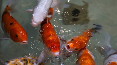 Colorful koi fish at the fish pond.