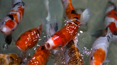 Colorful koi fish at the fish pond.