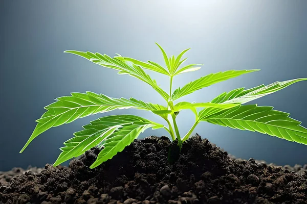 Young cannabis marijuana plant indoor growing at the soil isolated on blue background.